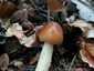 Rőt selyemgomba (Amanita fulva), Zemplén